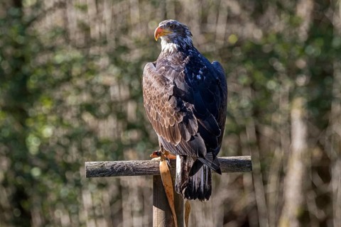 European white-tailed eagle