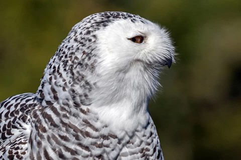 Snowy owl