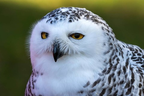 Snowy owl