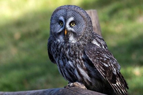 Great Grey Owl