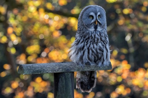 Great Grey Owl