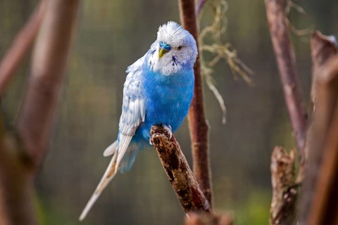 Blue budgie