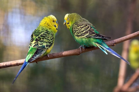 Two green-yellow budgies