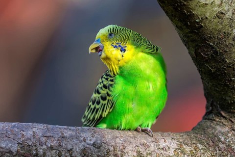 Green-yellow budgie