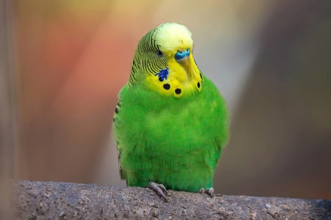 Green-yellow budgie