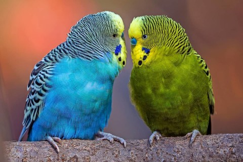 Green-yellow and blue budgie