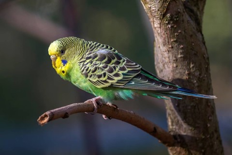 Green-yellow budgie