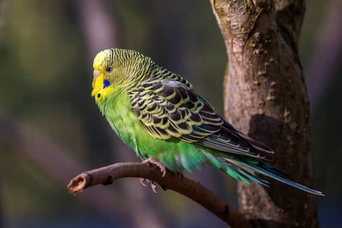 Green-yellow budgie