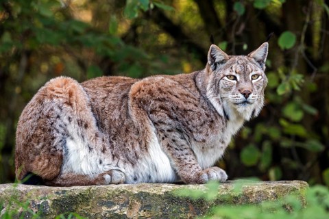 Eurasian lynx