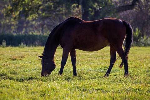 Beberbeck horse