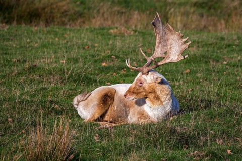Fallow deer