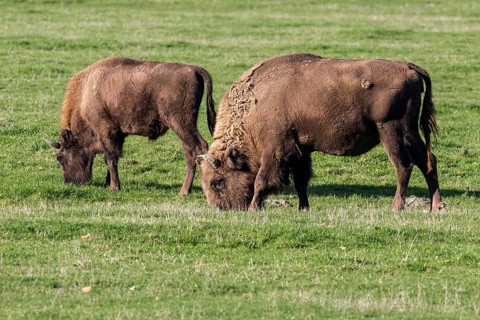 Bison