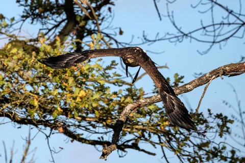 Steppe eagle