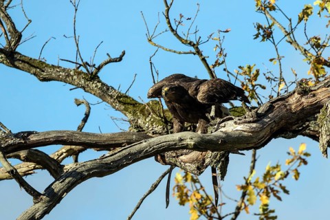 Steppe eagle