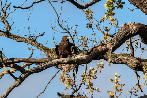 Steppe eagle