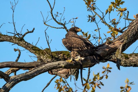 Steppe eagle