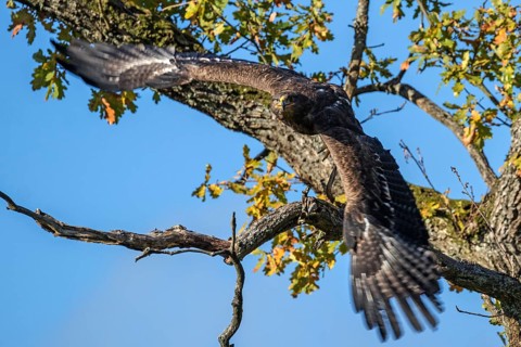 Steppe eagle