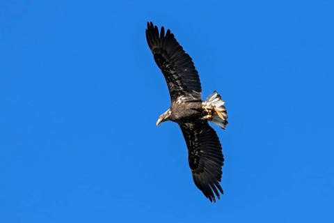 European white-tailed eagle