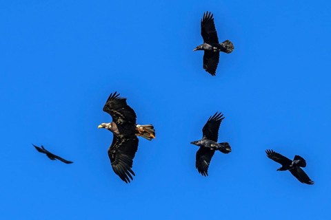 European white-tailed eagle