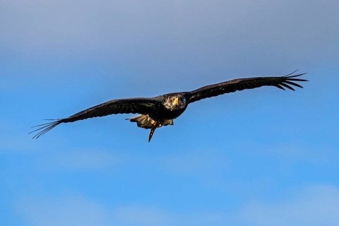 European white-tailed eagle