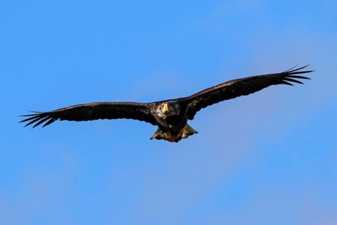 European white-tailed eagle