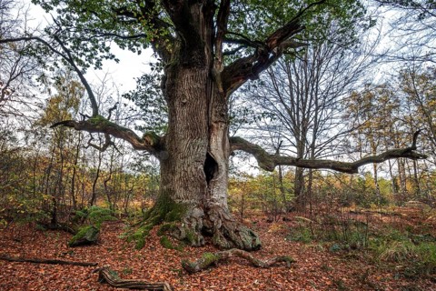Chimney oak