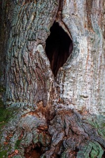 Chimney oak