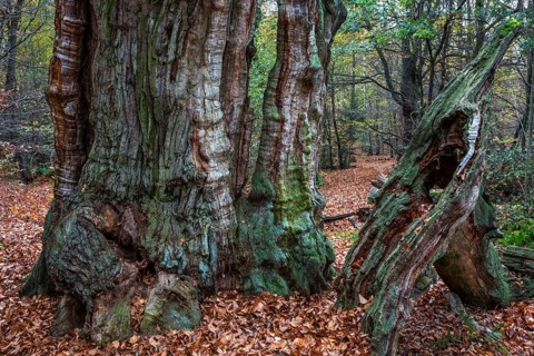 Dead English oak