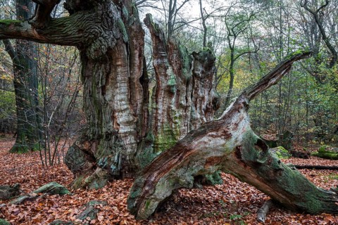Dead English oak