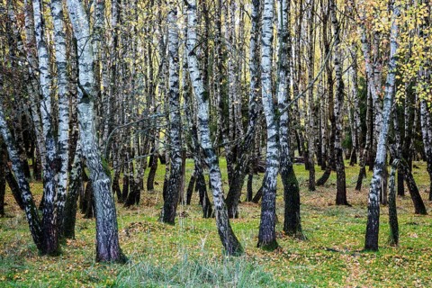 Birches