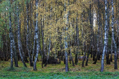 Birches