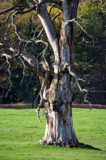 Dead tree