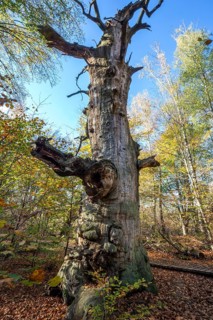 Dead English oak
