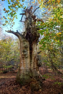 Dead English oak