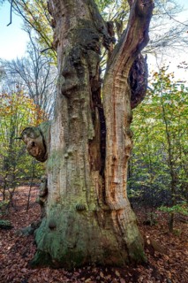 Dead English oak
