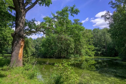 Fish pond near