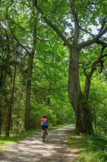 Old oak