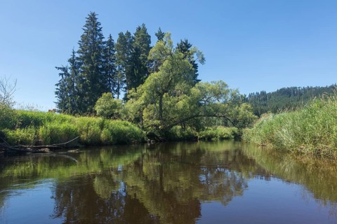 View of the Vltava from a canoe