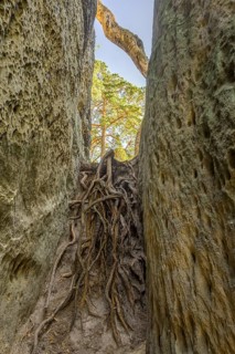 Roots between sandstone rocks in the Skalni mesto Bludiste rock labyrinth