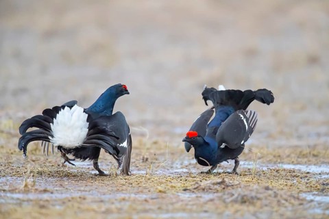 Black Grouse