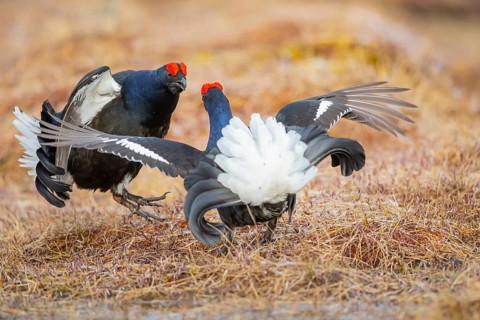 Black Grouse