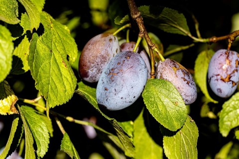 Time for the plum harvest