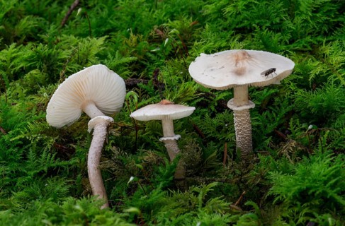Strong-smelling grain umbrella mushroom