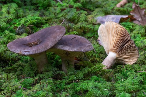 Russula acrifolia