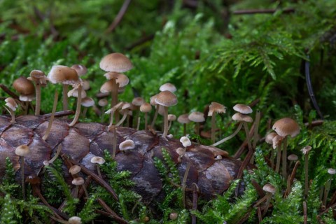 Conifer cone cap
