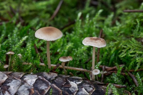 Conifer cone cap