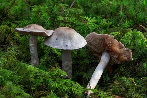 Hydrocybe