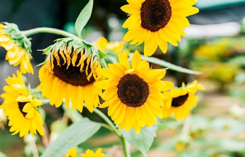 Beautiful sunflowers in a natural garden on a sunny day. Details of sunflowers and petals. Five yellow sunflowers in a garden