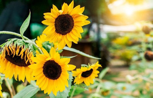 Four yellow sunflowers in a garden