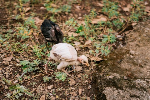 Two chicks in the yard looking for food
